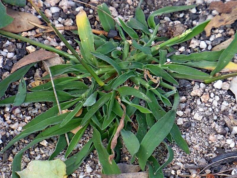 Image of Digitaria ramularis (Trin.) Henrard