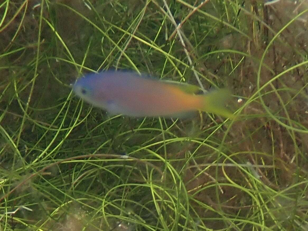 Image of Blacksmith Chromis