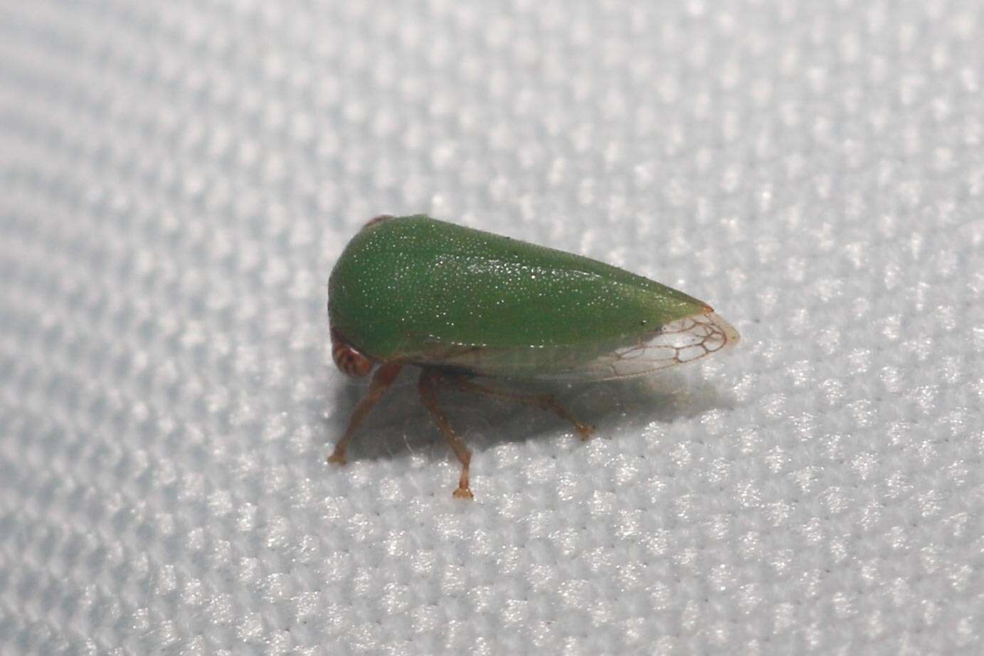 Image of Idioderma virescens Van Duzee