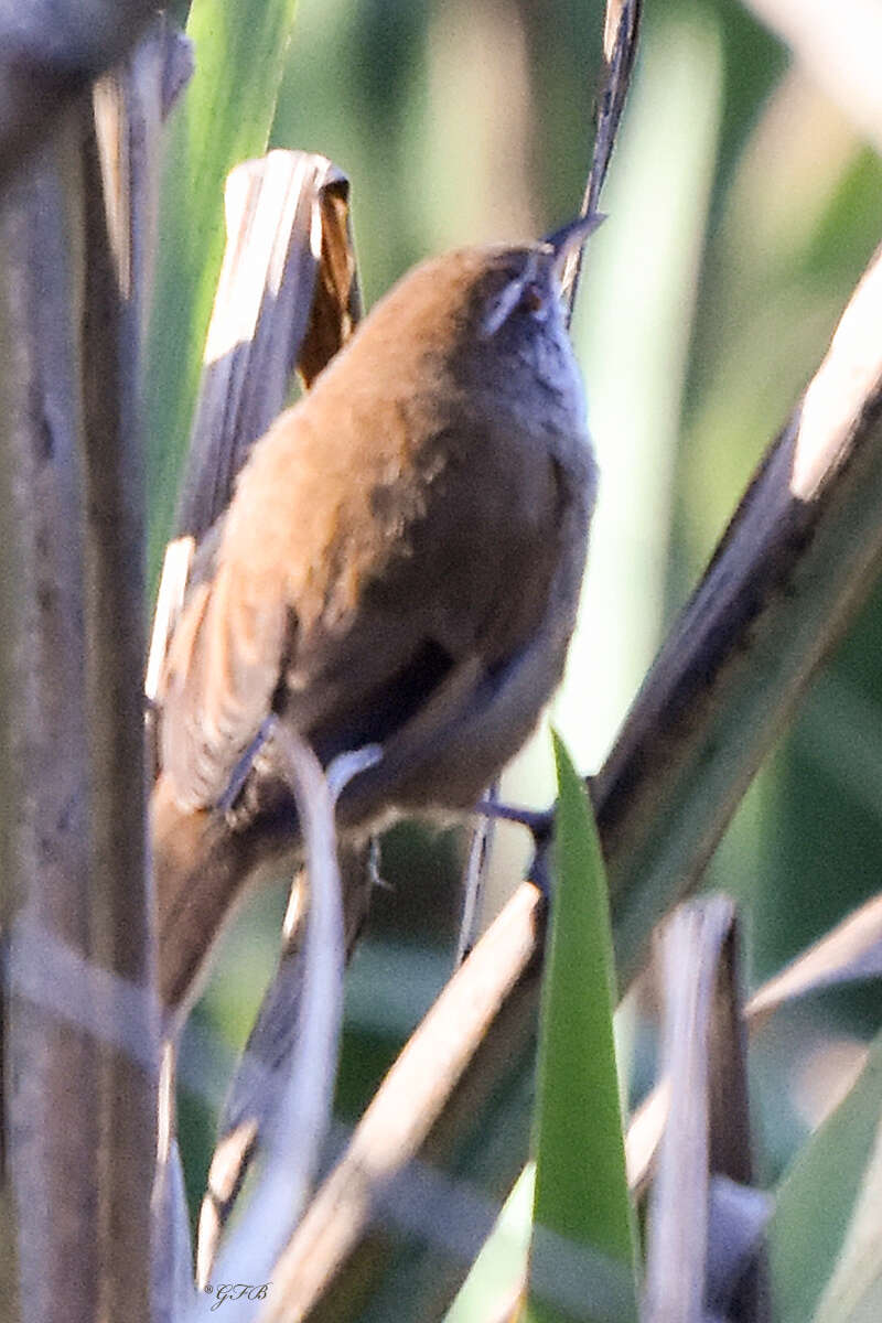 Image of Sulphur-bearded Reedhaunter