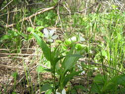 Image of Fen violet