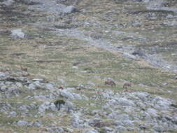 Image of Apennine chamois