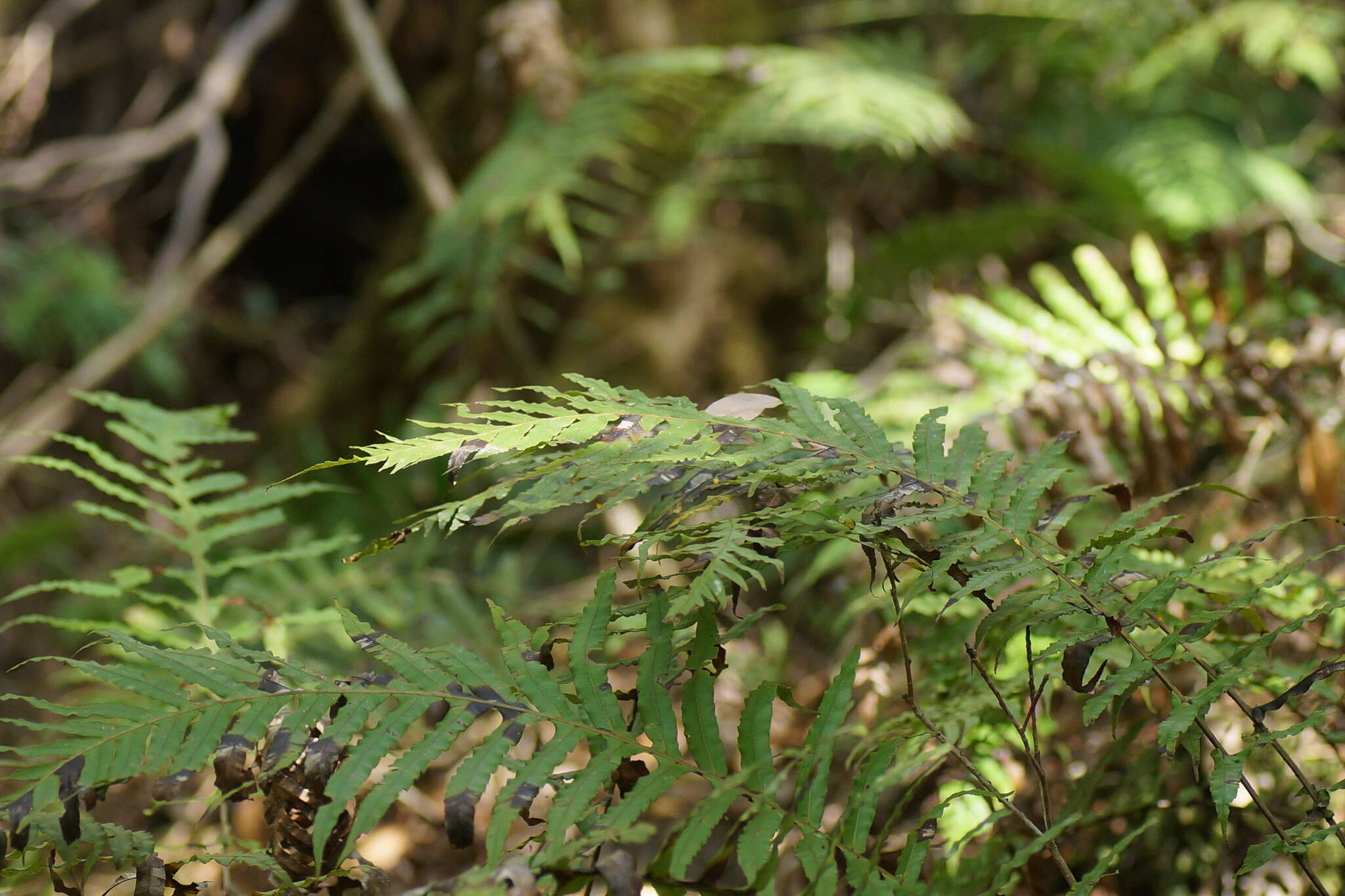 Image of Fishbone water-fern