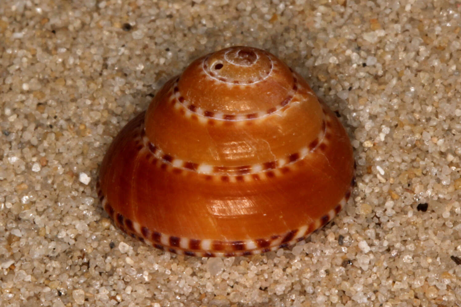 Image of Philippia lutea (Lamarck 1822)