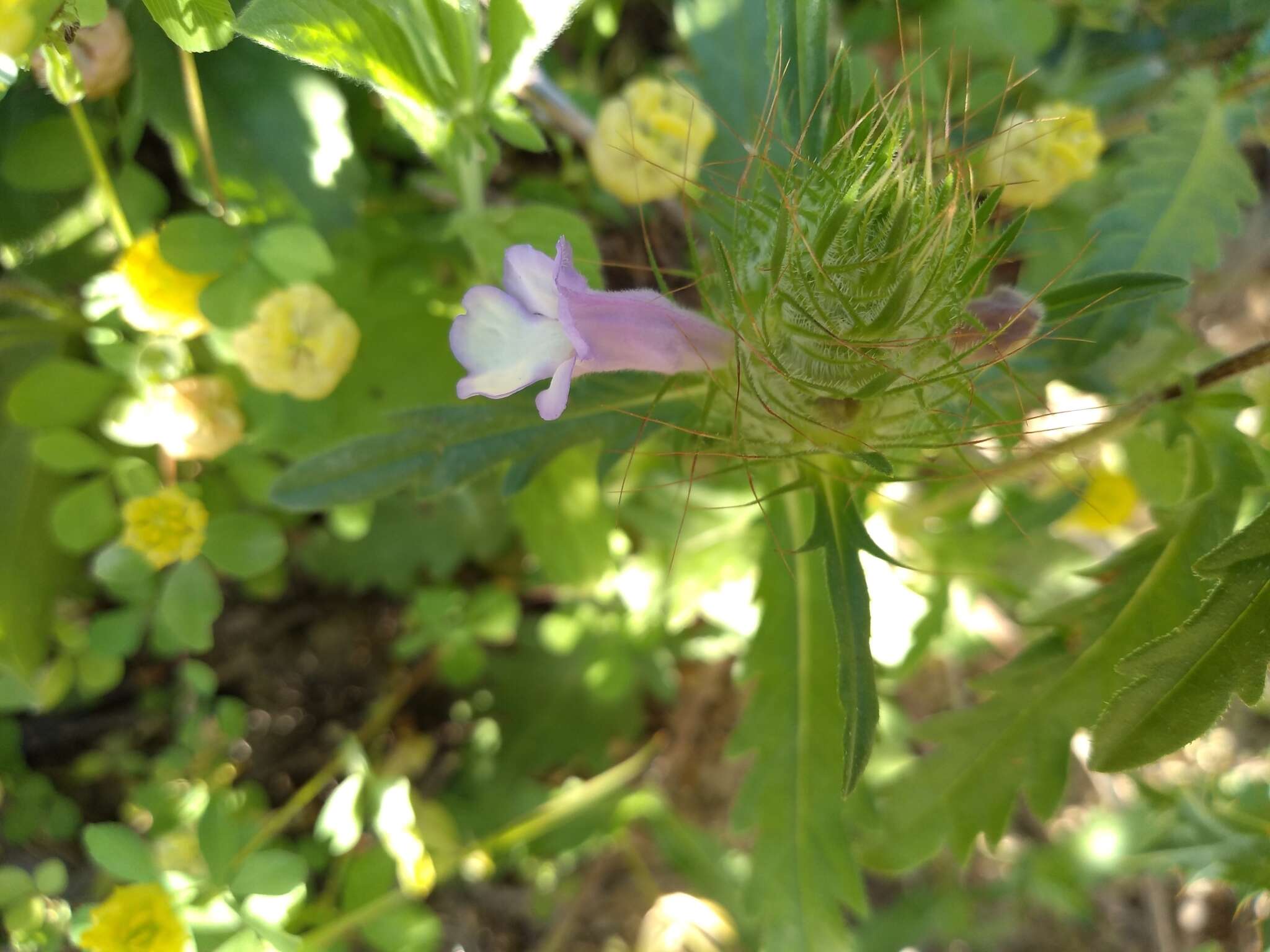 Plancia ëd Cleonia lusitanica (L.) L.