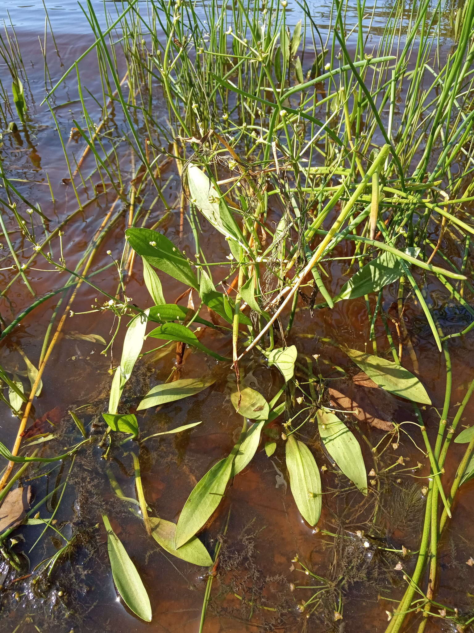 Image of Narrowleaf Water-plantain