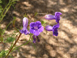 Image of wild canterbury bells