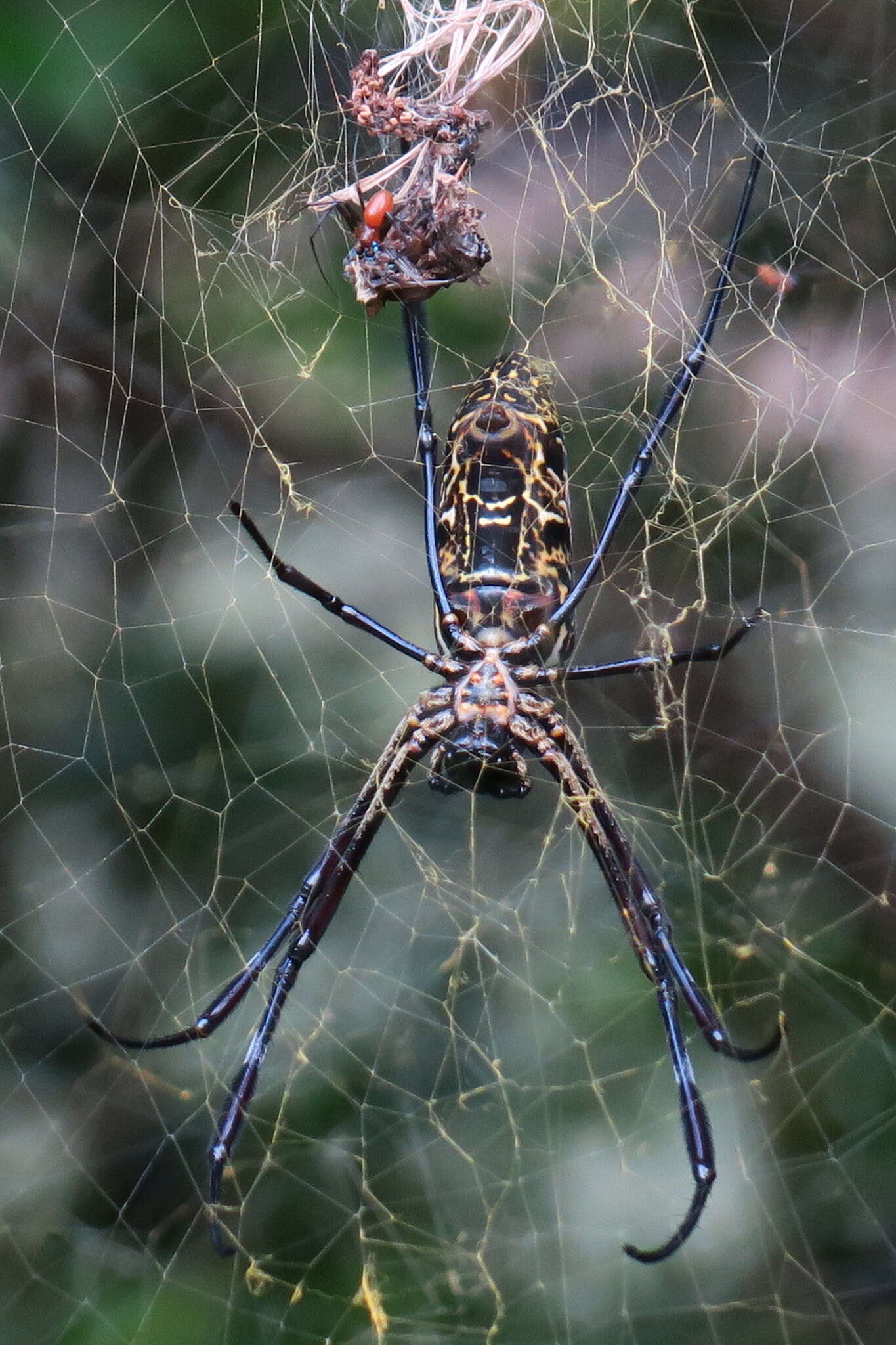 صورة Trichonephila antipodiana (Walckenaer 1841)