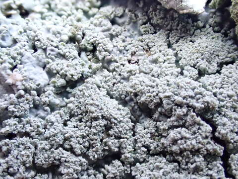 Image of Clemente's rosette lichen