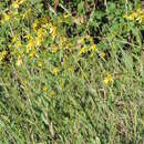 صورة Jacobaea erucifolia subsp. erucifolia