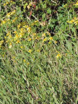 Plancia ëd Jacobaea erucifolia subsp. erucifolia