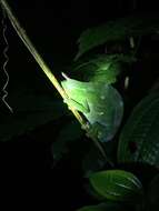 Image of Usambara Three-Horned Chameleon