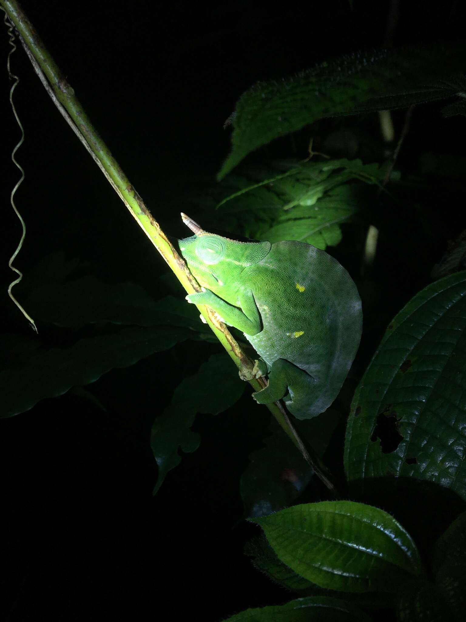 Image of Usambara Three-Horned Chameleon