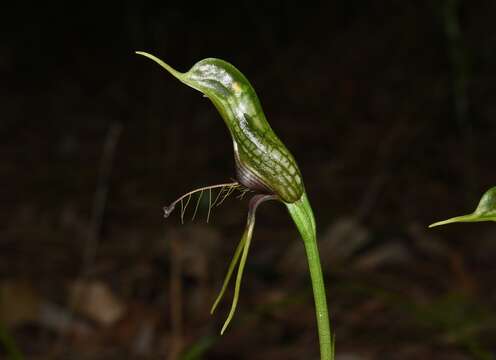 Image of Bird orchid