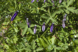 Image of Campanula collina Sims