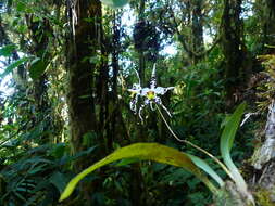 Image of Oncidium cirrhosum (Lindl.) Beer