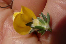 Imagem de Aspalathus oblongifolia R. Dahlgren