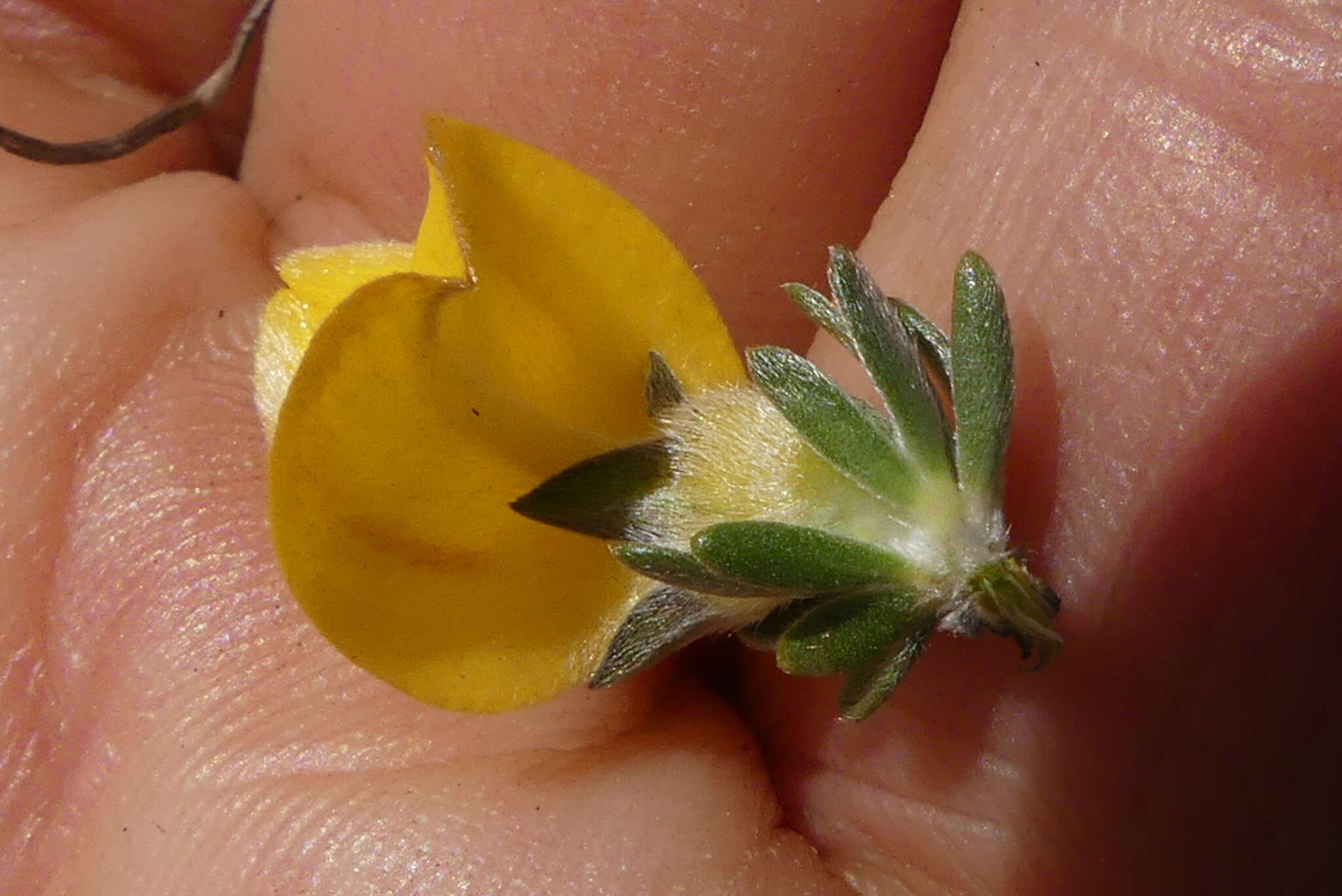 Imagem de Aspalathus oblongifolia R. Dahlgren