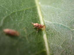 Image of Whitefly