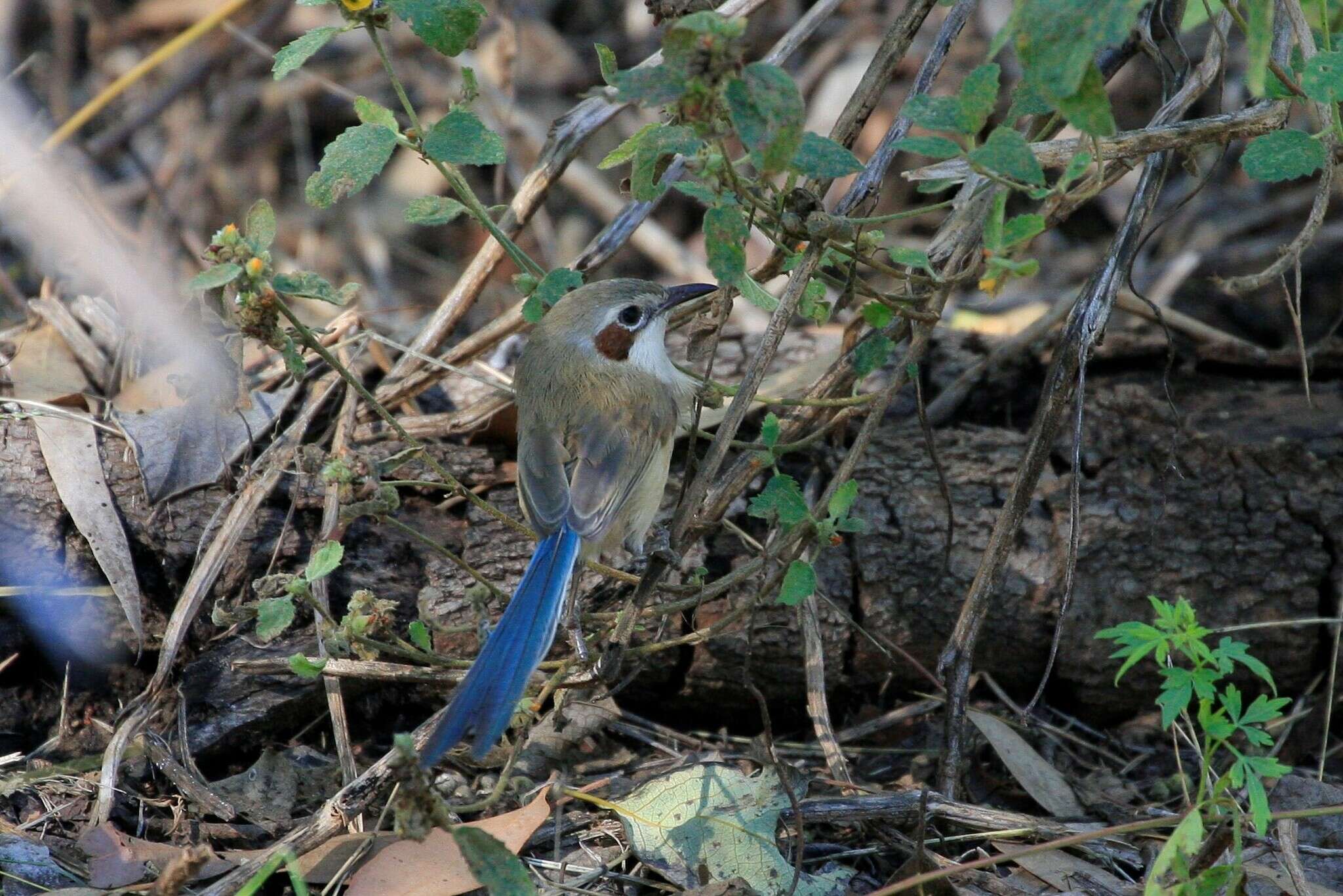 Image of Lilac-crowned Wren