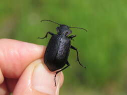 Слика од Calosoma (Caminara) denticolle Gebler 1833