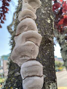 Imagem de Phellinus pomaceoides L. W. Zhou & Y. C. Dai 2016