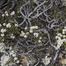 Image of Archeria serpyllifolia Hook. fil.
