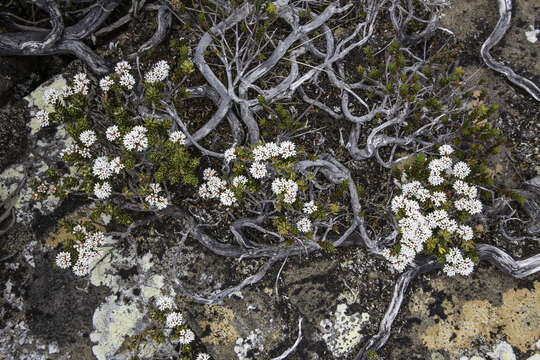 Image of Archeria serpyllifolia Hook. fil.