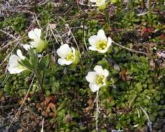 Imagem de Diapensia lapponica var. obovata F. Schmidt