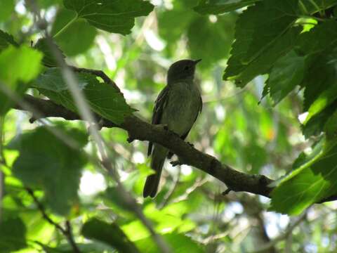 Image of Small-billed Elaenia