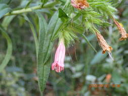 Lobostemon belliformis M. H. Buys resmi