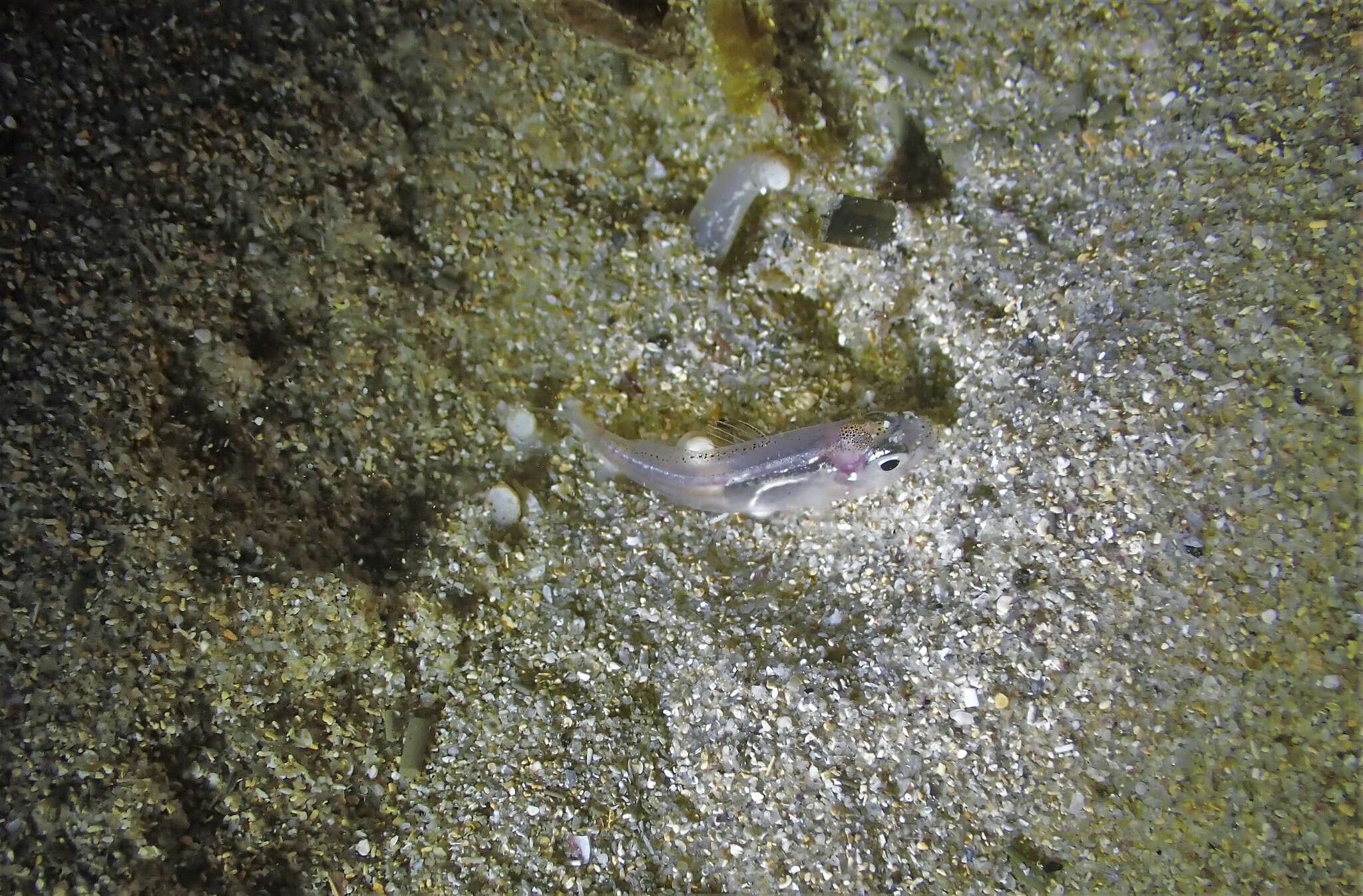 Image of Port Jackson glassfish