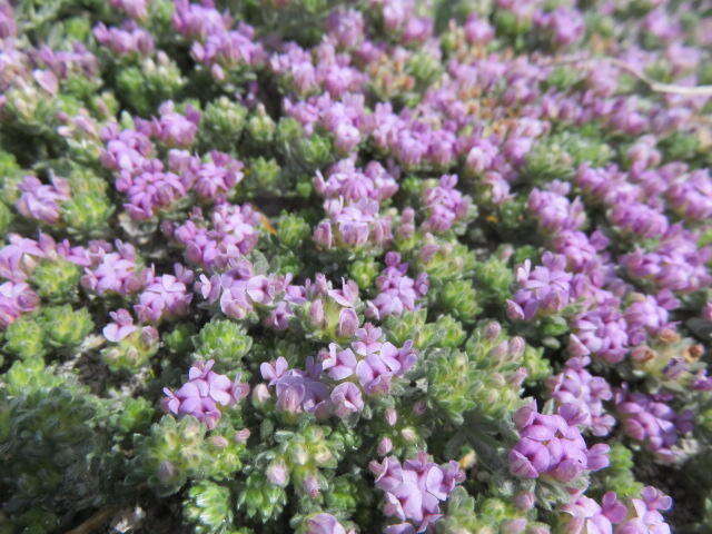 Image of Aspalathus argyrella MacOwan