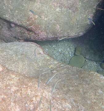 Image of Lyre-tail dart goby