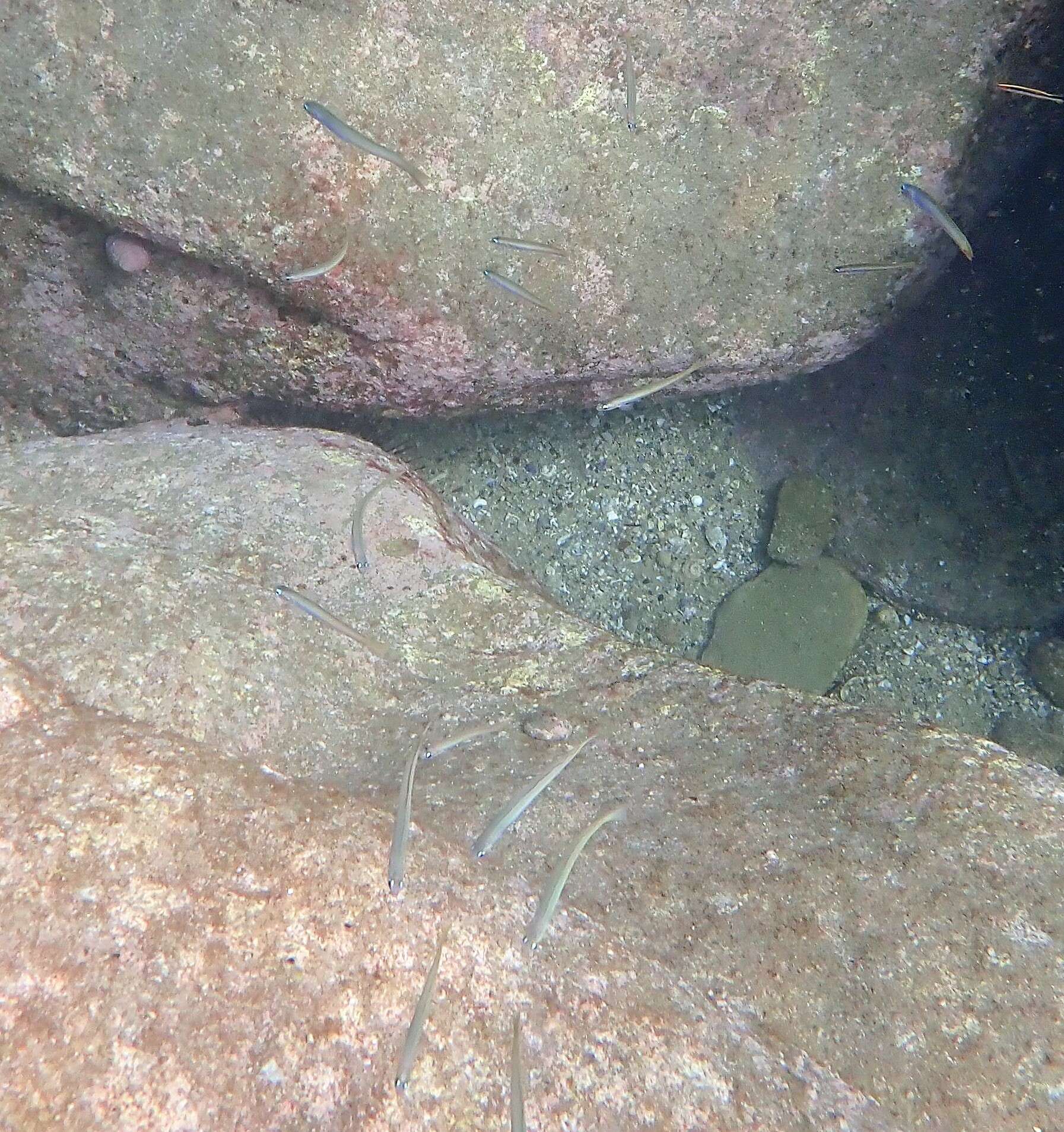 Image of Lyre-tail dart goby