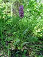 Image de Dactylorhiza sibirica Efimov