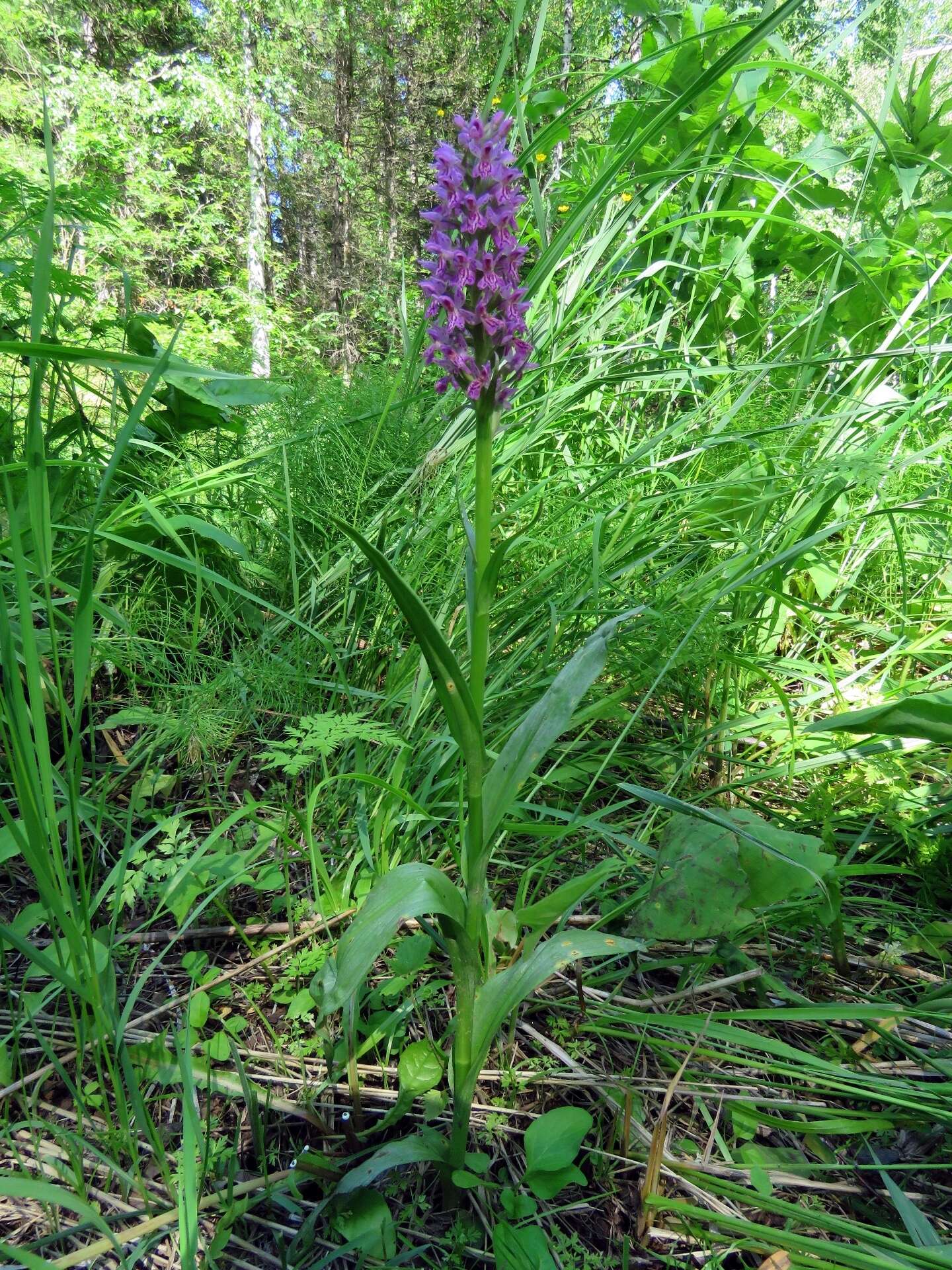 Image de Dactylorhiza sibirica Efimov