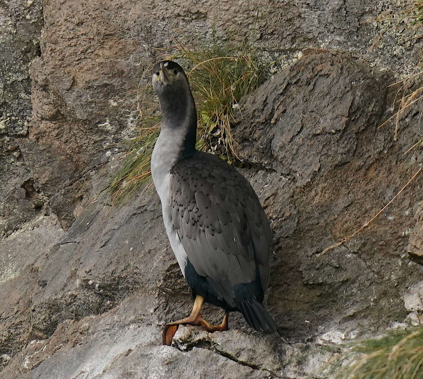 Image of Phalacrocorax punctatus oliveri Mathews 1930