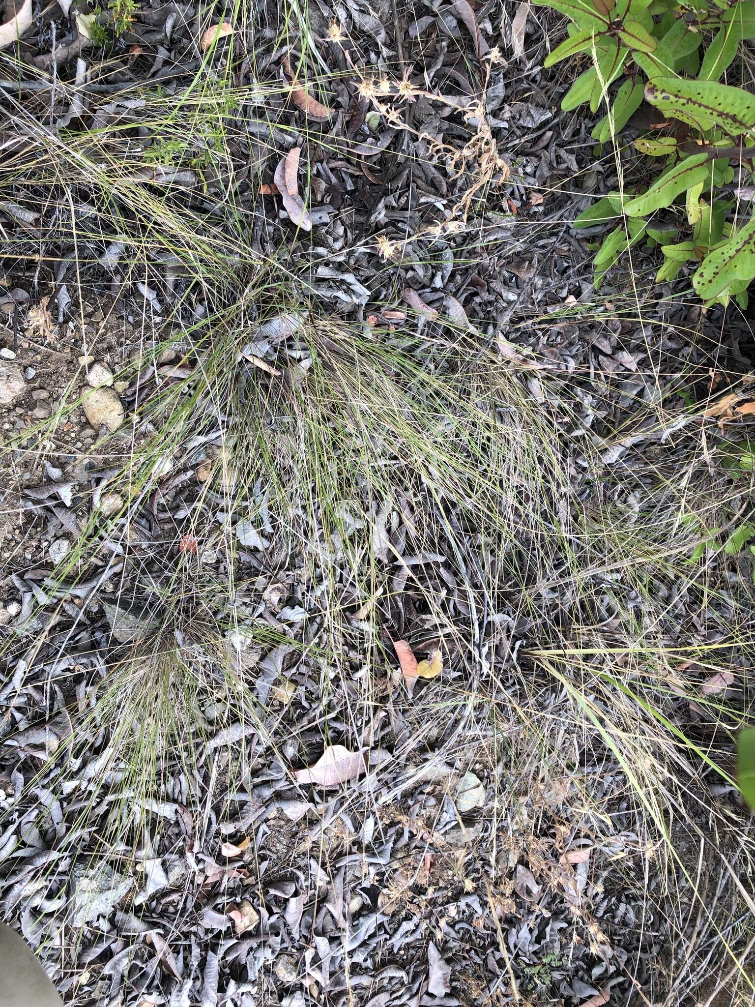 Image of foothill needlegrass