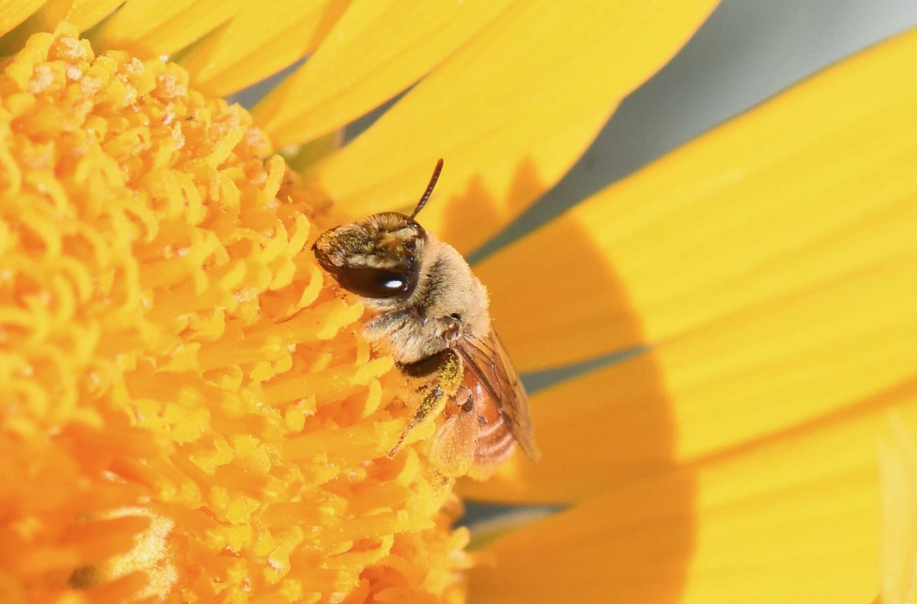 Image of Andrena balsamorhizae La Berge 1967