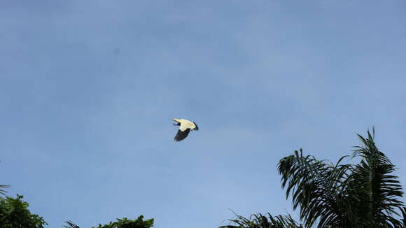 Image of Yellowish Imperial Pigeon