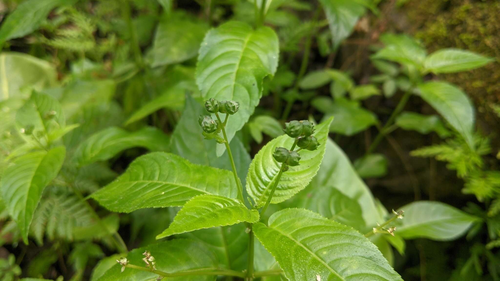 Image of Mercurialis leiocarpa Siebold & Zucc.