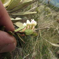 Sivun Gaultheria anastomosans (L. fil.) Kunth kuva