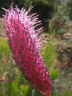 Image of Grevillea petrophiloides subsp. petrophiloides