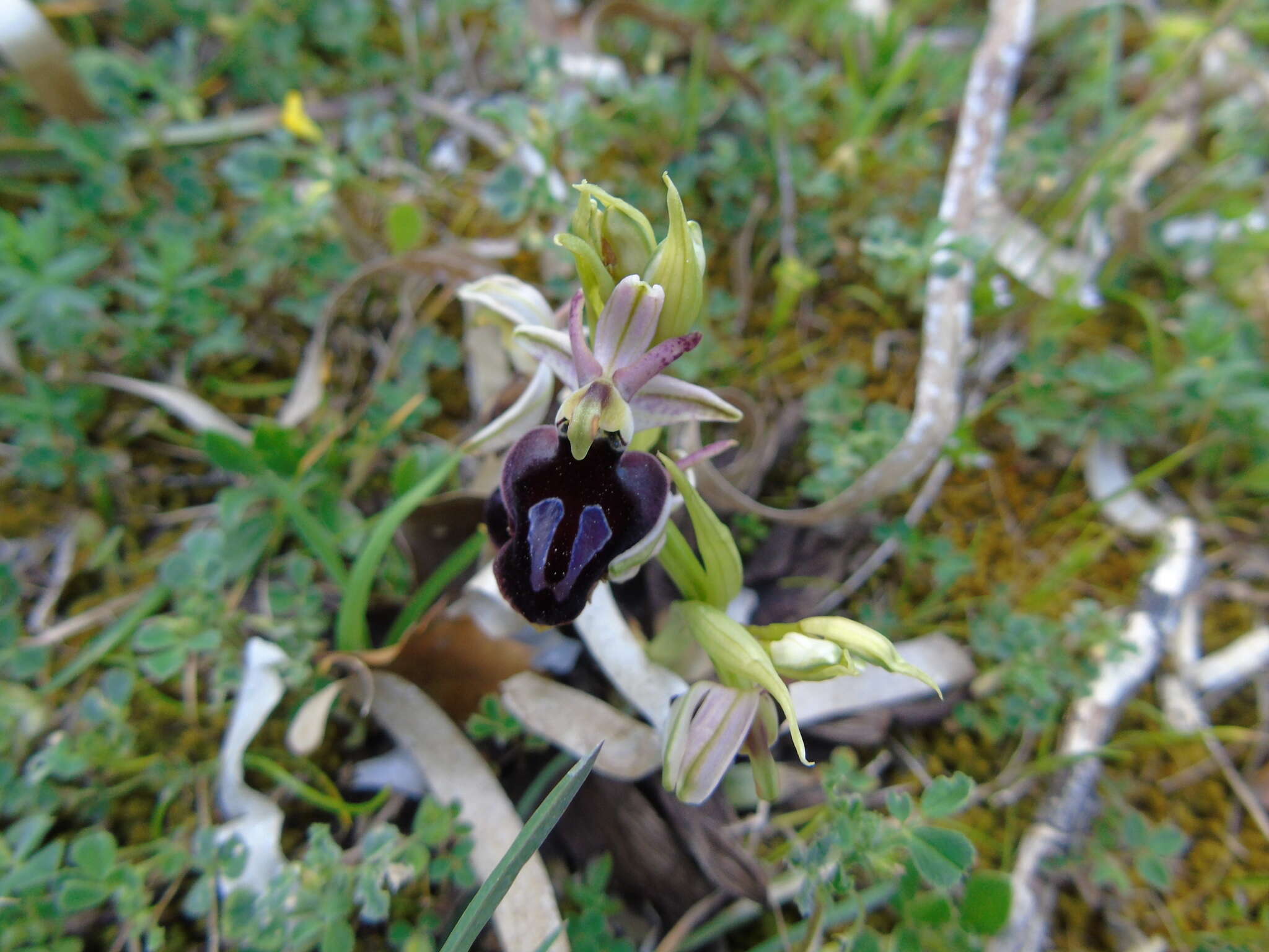 Image of Ophrys ferrum-equinum subsp. gottfriediana (Renz) E. Nelson