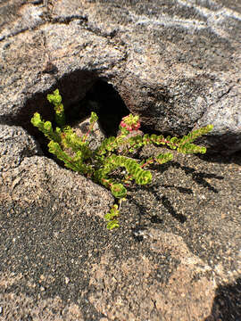 Image de Vaccinium reticulatum Sm.