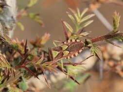 Image of Prismatocerus prominulus (Dallas 1852)