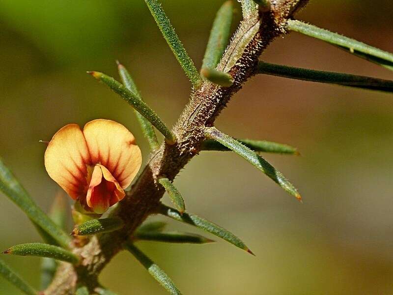 Image of Daviesia acicularis Sm.