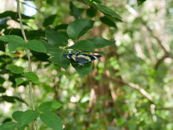 Image of Alcides metaurus Hopffer 1856