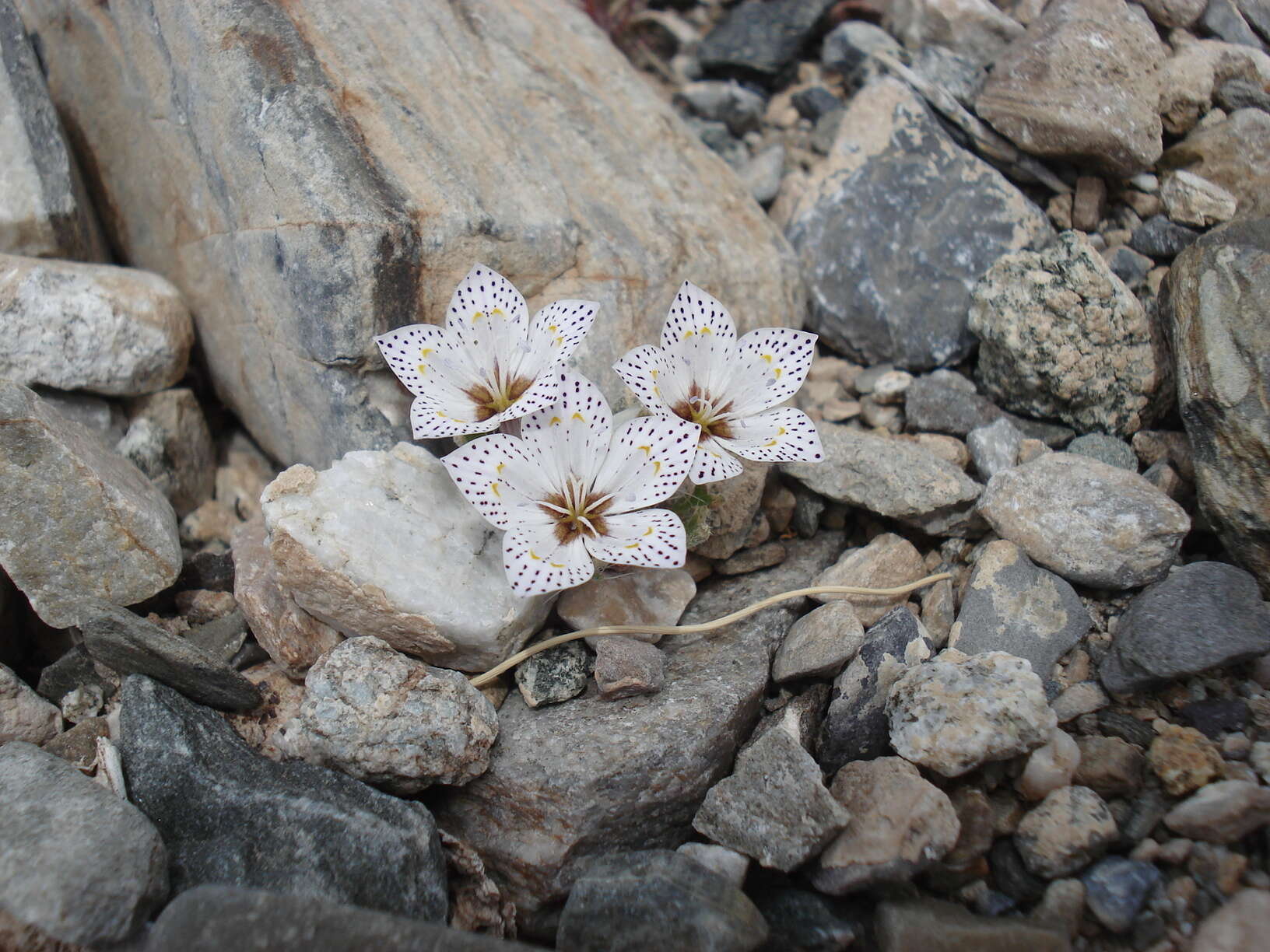 Image of Great Basin langloisia